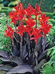 Black knight canna for sale  Delivered anywhere in USA 