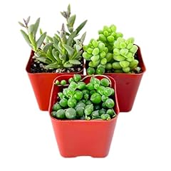 Hanging succulent plants for sale  Delivered anywhere in USA 