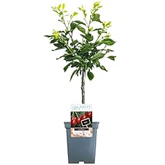 Patio fruit tree for sale  Delivered anywhere in UK