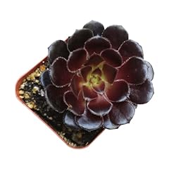 Aeonium black rose for sale  Delivered anywhere in USA 