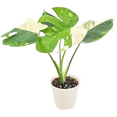 Arcadia garden products for sale  Delivered anywhere in USA 
