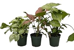 Arrowhead assortment pack for sale  Delivered anywhere in USA 