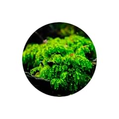 Weeping moss create for sale  Delivered anywhere in USA 
