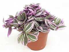 Striking variegated houseplant for sale  Delivered anywhere in UK