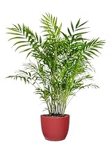 Bonplants chamaedorea elegans usato  Spedito ovunque in Italia 