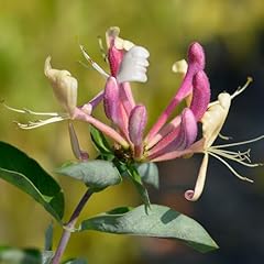 Yougarden honeysuckle belgica for sale  Delivered anywhere in UK