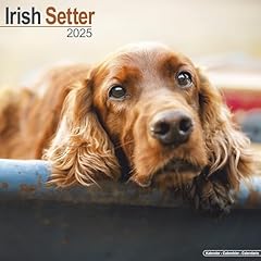 Irish setter 2025 for sale  Delivered anywhere in UK