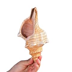 Giant natural conch for sale  Delivered anywhere in USA 