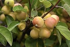 Zierapfel golden hornet gebraucht kaufen  Wird an jeden Ort in Deutschland