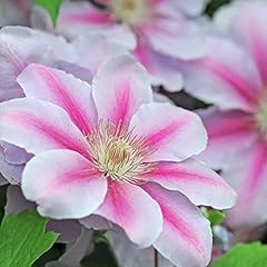 Hardy perennial clematis for sale  Delivered anywhere in UK