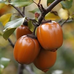 Chocolate persimmon tree for sale  Delivered anywhere in USA 