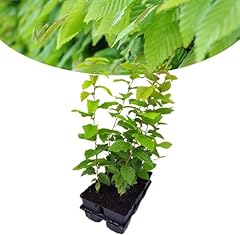 Happy plants carpinus gebraucht kaufen  Wird an jeden Ort in Deutschland