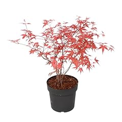 Plant box palmatum usato  Spedito ovunque in Italia 