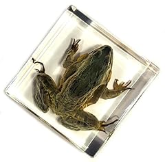 2.9 real frog for sale  Delivered anywhere in USA 