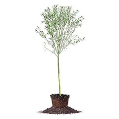 Perfect plants weeping for sale  Delivered anywhere in USA 