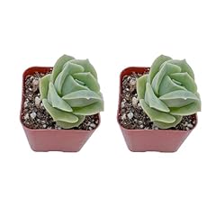 Succulents set pack for sale  Delivered anywhere in USA 