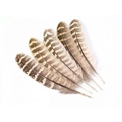 Hen pheasant wing for sale  Delivered anywhere in UK