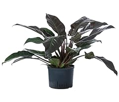 Dehner baumfreund philodendron gebraucht kaufen  Wird an jeden Ort in Deutschland