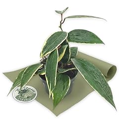 Hoya macrophylla pot for sale  Delivered anywhere in USA 