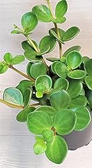Peperomia hope plant for sale  Delivered anywhere in USA 