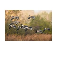 Flock canada geese for sale  Delivered anywhere in USA 