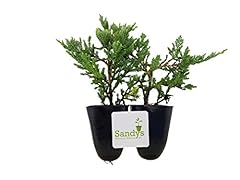 Sandys nursery online for sale  Delivered anywhere in USA 