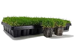 Zoysia plugs 200 for sale  Delivered anywhere in USA 