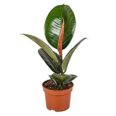 Bloomique ficus elastica gebraucht kaufen  Wird an jeden Ort in Deutschland