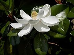 Magnolia grandiflora gloriosa d'occasion  Livré partout en France