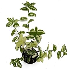 Tradescantia fluminensis live for sale  Delivered anywhere in USA 