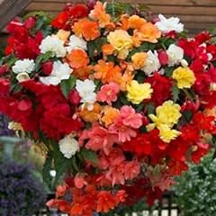 Begonia trailing mixed for sale  Delivered anywhere in UK