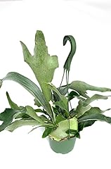 Staghorn fern platycerium for sale  Delivered anywhere in USA 
