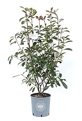 Vannucci piante photinia usato  Spedito ovunque in Italia 