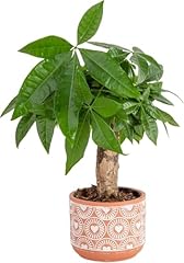 Costa farms money for sale  Delivered anywhere in USA 