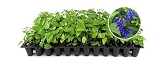 Salvia black blue for sale  Delivered anywhere in USA 