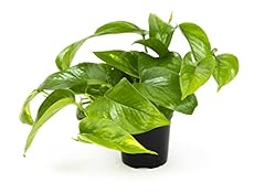 Golden pothos plant for sale  Delivered anywhere in USA 