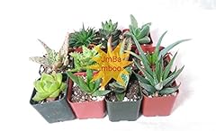 Different aloe plants for sale  Delivered anywhere in USA 