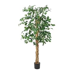 Ayoodfo ficus tree for sale  Delivered anywhere in USA 