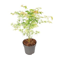 Plant box acer d'occasion  Livré partout en France