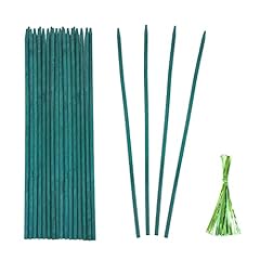 Green bamboo plant for sale  Delivered anywhere in USA 