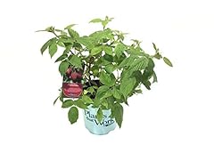 Rubus heritage ever for sale  Delivered anywhere in USA 