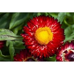 Strohblume sunbrella red gebraucht kaufen  Wird an jeden Ort in Deutschland