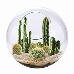 Cactus succulent terrarium for sale  Delivered anywhere in USA 