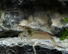 10x live amano for sale  Delivered anywhere in UK