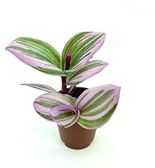 Pink tradescantia nanouk for sale  Delivered anywhere in USA 