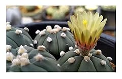 Pcs astrophytum asterias for sale  Delivered anywhere in UK