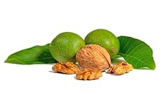 Walnut tree juglans for sale  Delivered anywhere in UK