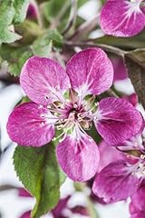 Malus coccinella apfelbaum gebraucht kaufen  Wird an jeden Ort in Deutschland