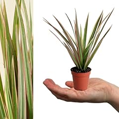 Carbeth plants dracaena for sale  Delivered anywhere in UK