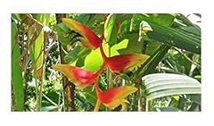 Stk 10x heliconia gebraucht kaufen  Wird an jeden Ort in Deutschland